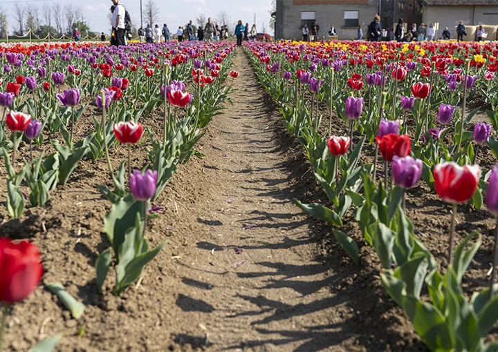 tulipanomania passeggiata
